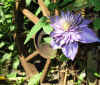 clematis2582inidia.JPG (81918 Byte)