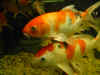 goldfische_1516.jpg (26963 Byte)