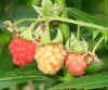 himbeeren_0009.jpg (54448 Byte)