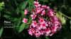 phlox20150721msr.jpg (139775 Byte)