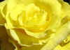 rose2542inidia.JPG (53536 Byte)