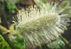 bienenweide_1336inidia.JPG (360082 Byte)