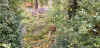 sturm20231031astbruch.jpg (109901 Byte)