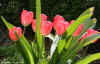 tulpen20120418msr0715a.jpg (59534 Byte)